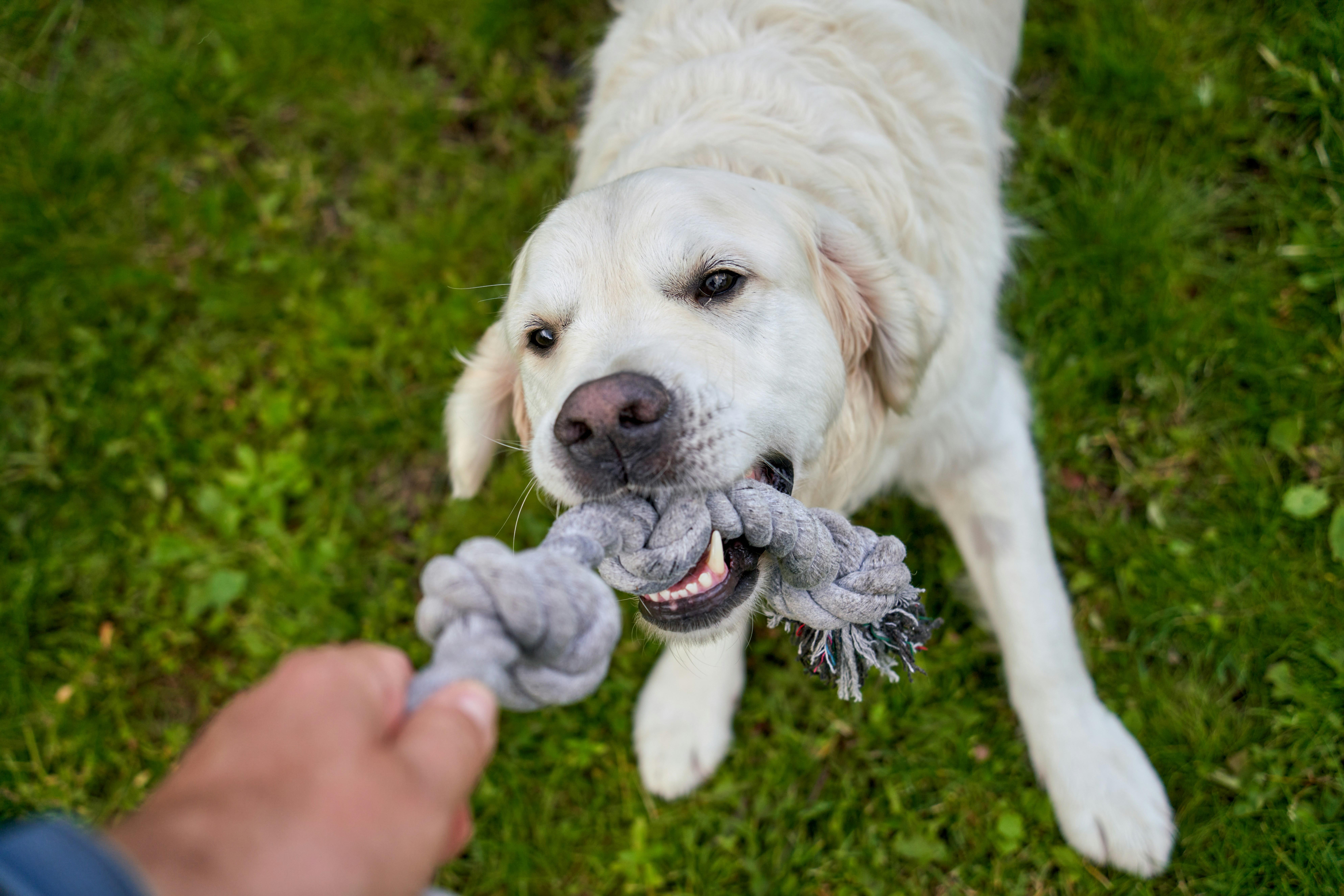 The Role of Training and Socialization in Behavioral Development