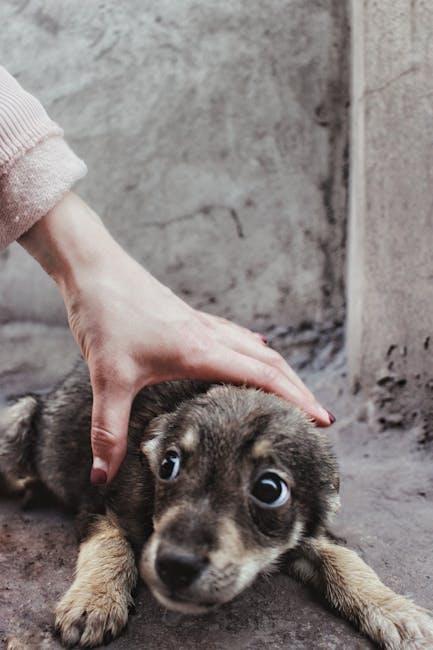 Creating a Safe Space: Tailoring Socialization for Anxious Canines