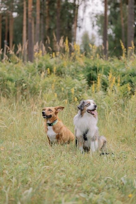Exploring Alternatives to Euthanasia: Training and Rehabilitation