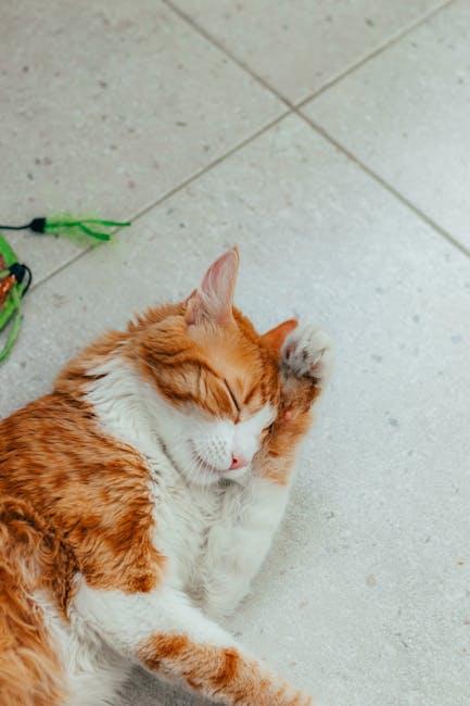 Practical Tips to Improve Your Pets Rest and Well-Being