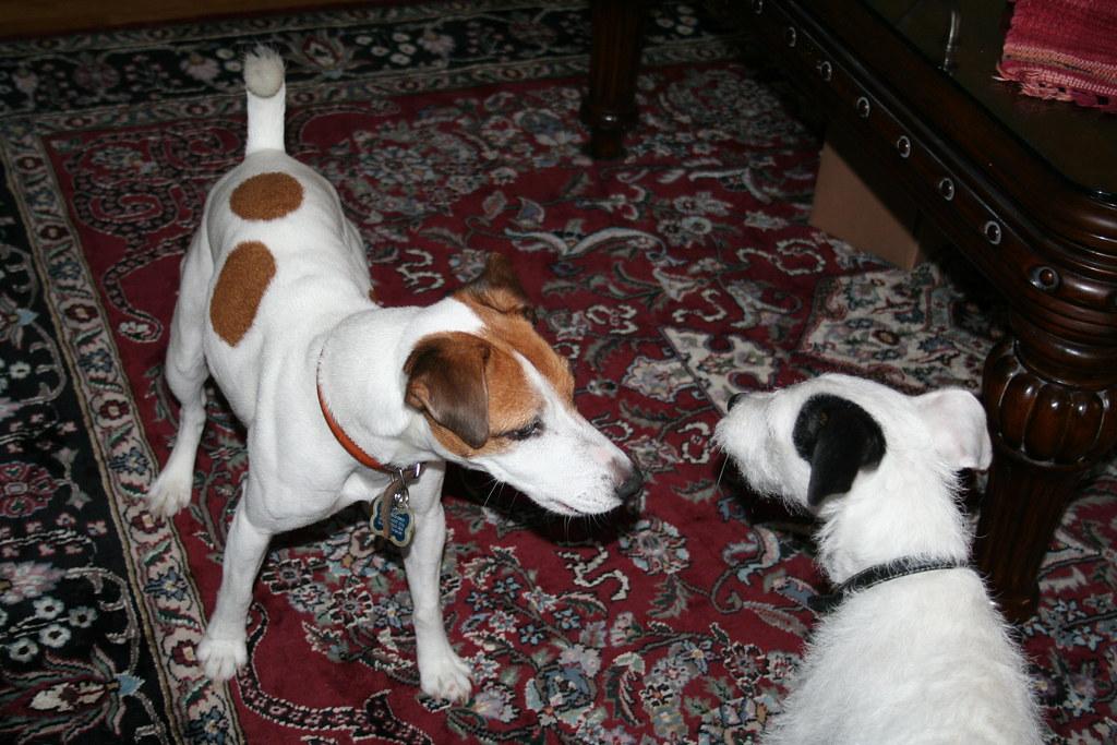 Understanding Canine Communication: Key Signals in a Social Setting