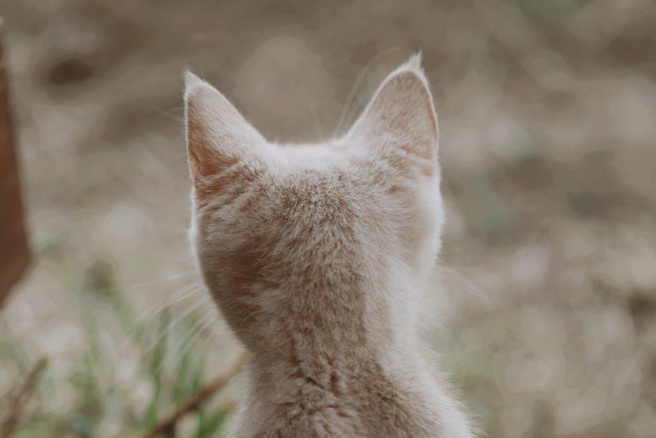Hearing the Unheard: How Pets Perceive Sound
