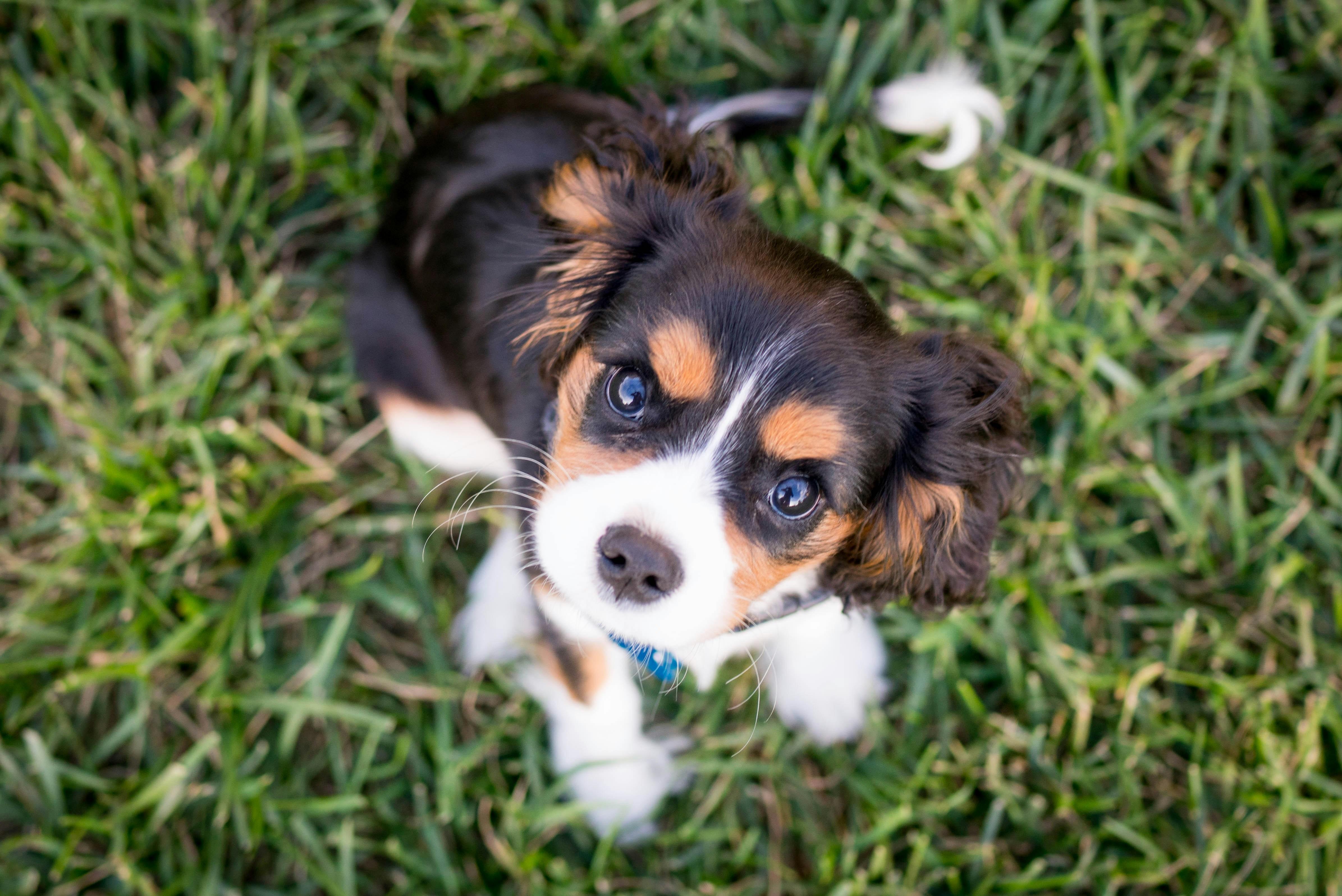 Identifying Gentle Training Techniques for Young Puppies