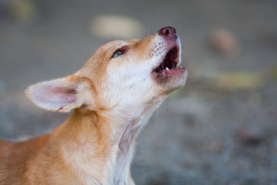 Understanding the Natural ​Vocalizations ​of Dogs