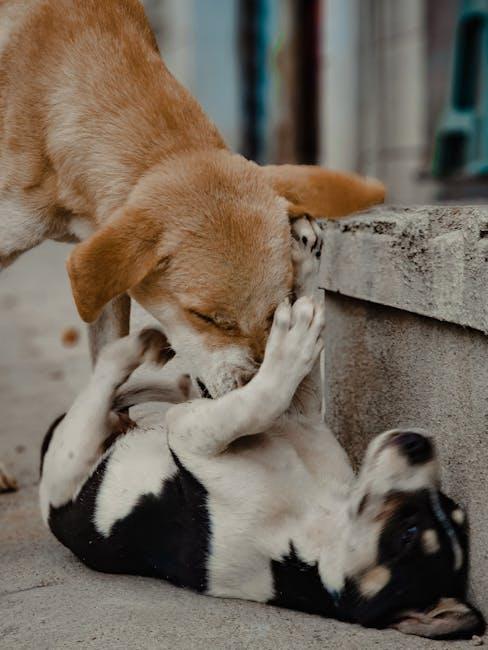 Understanding Canine Body Language and Signals