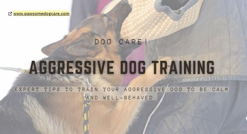 Expert Recommendations for Safe and Effective Dog Training