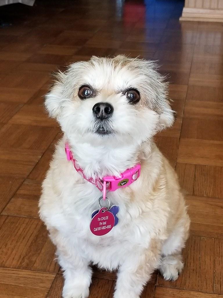 Practical Tips for Supporting Pets with PTSD at Home