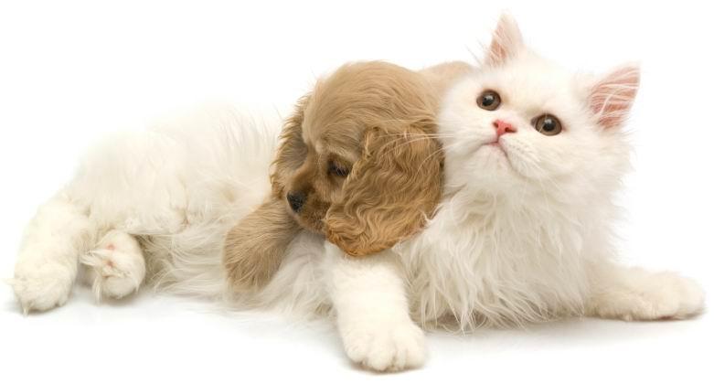 Guidelines for Making Compassionate Decisions for Pets and Owners