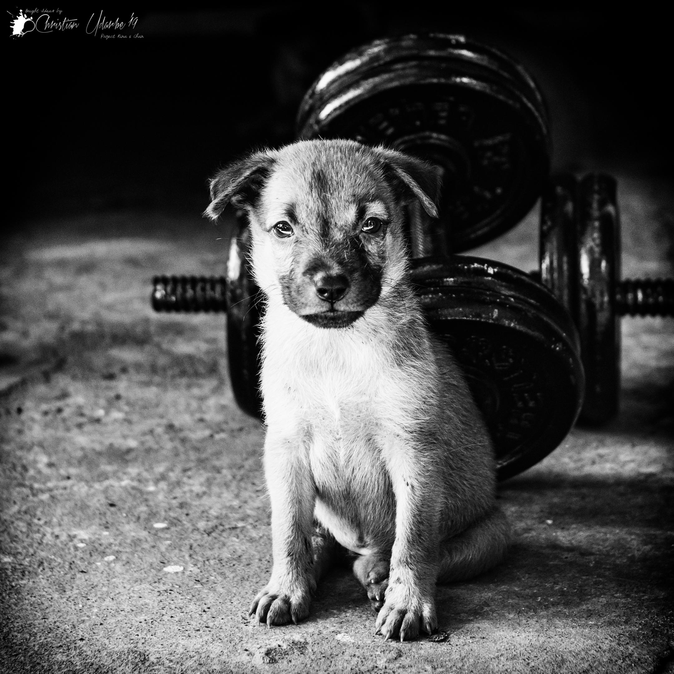Understanding the Causes of Social Anxiety in Dogs