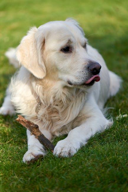 Training Techniques to Discourage Unwanted Chewing