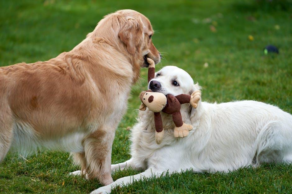 Understanding Canine Body Language for Safe Interactions