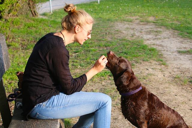 Creating a Reward System that Motivates and Engages Your Dog