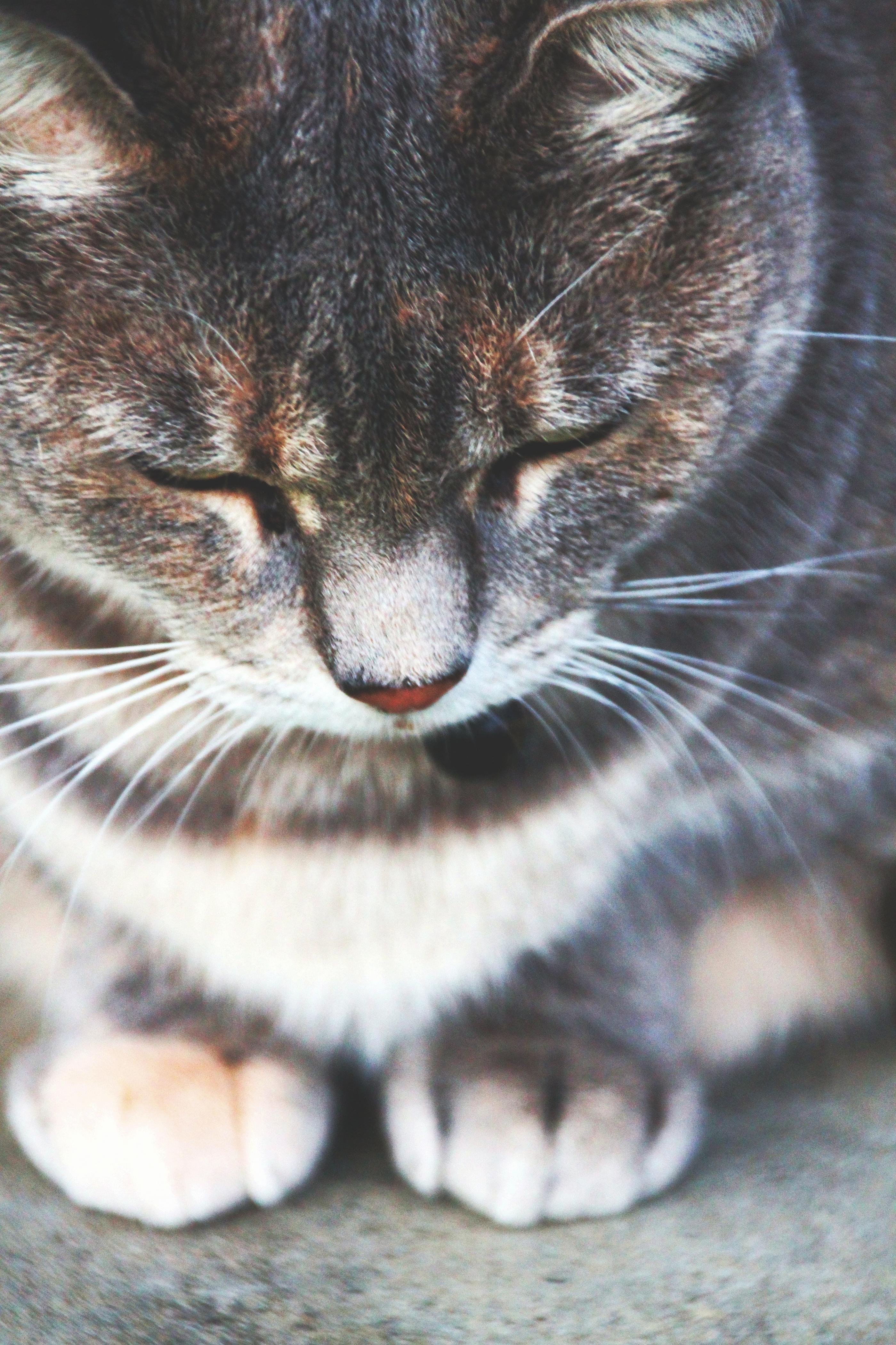 Practical Tips for Improving Pet Communication