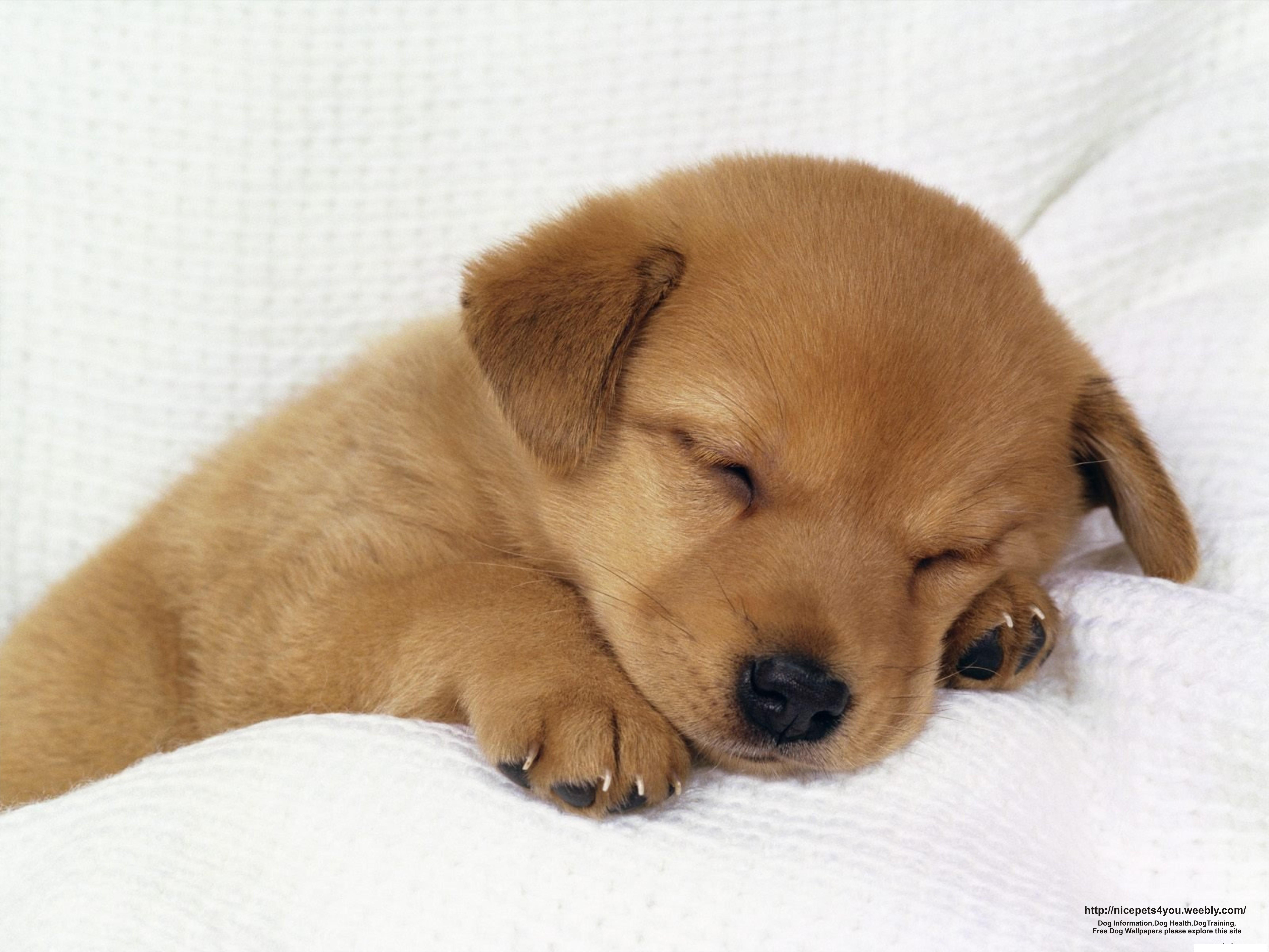 Understanding the Sensitive Periods in Puppy Development