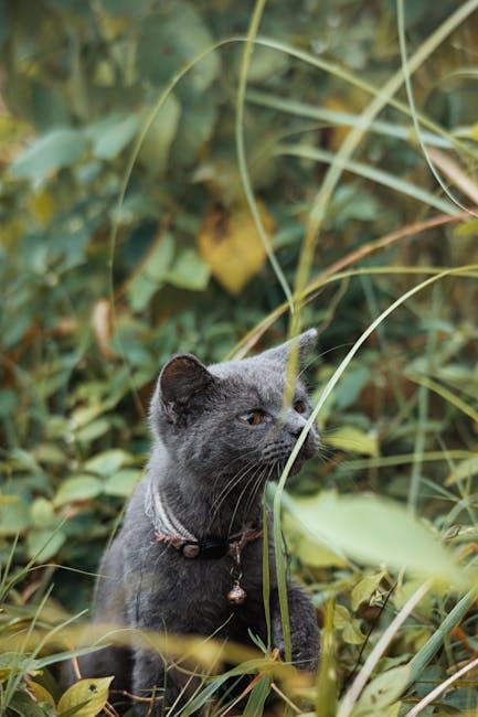 Practical Tips for Enriching Your Pets Environment