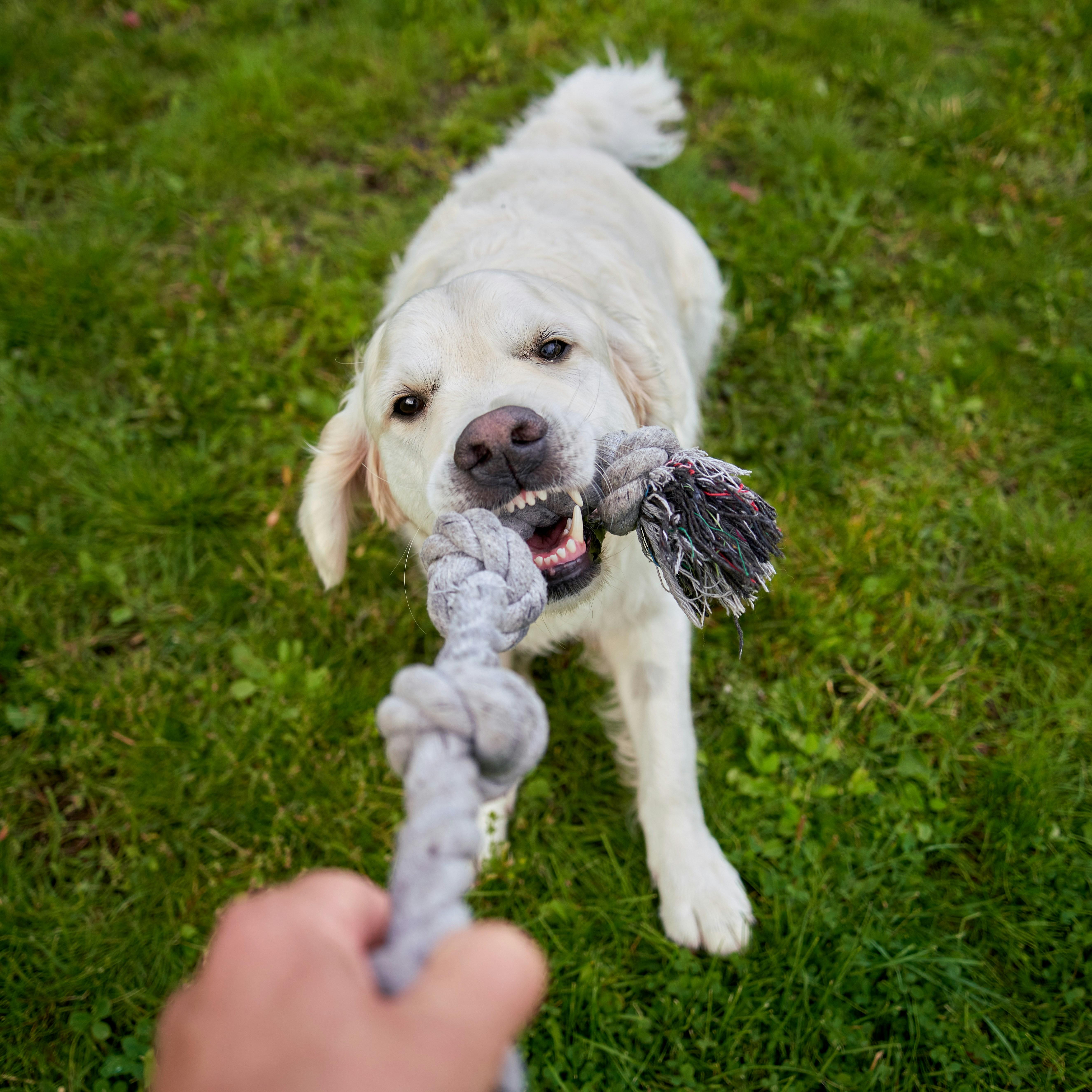 Understanding Your Pets Behavior and Learning ⁢Style