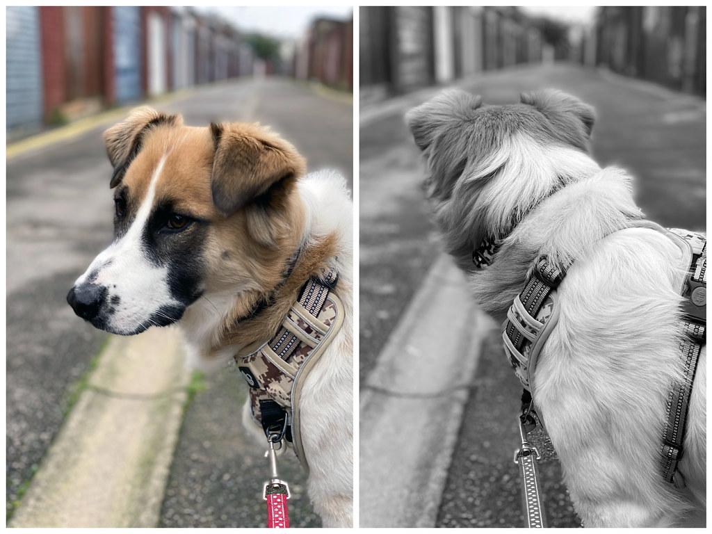 Implementing Desensitization and Counter-Conditioning Techniques
