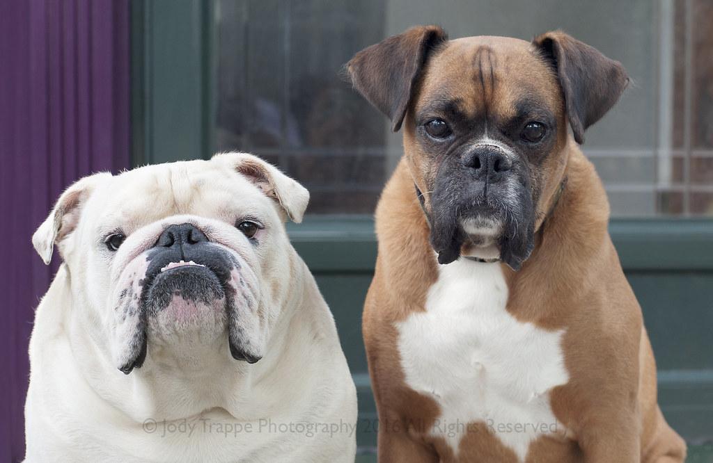 Understanding the Root Causes of Aggression in Dogs