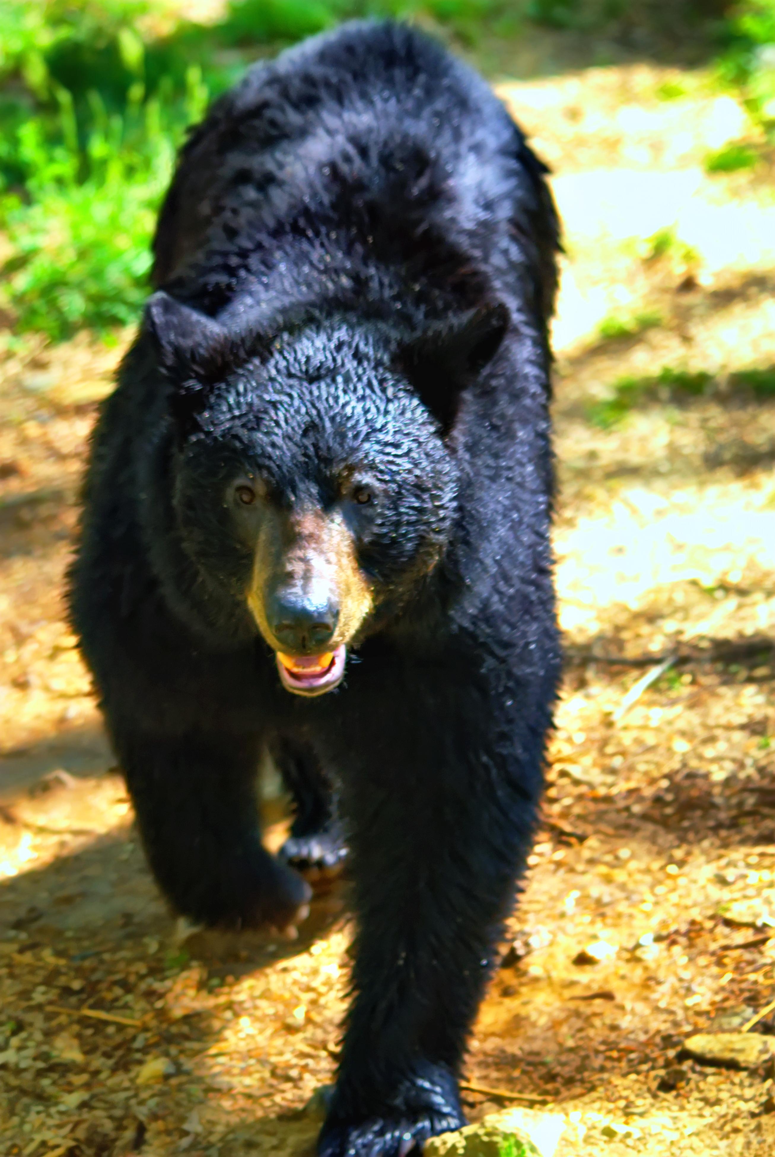 Recognizing Signs and Triggers of Territorial Aggression