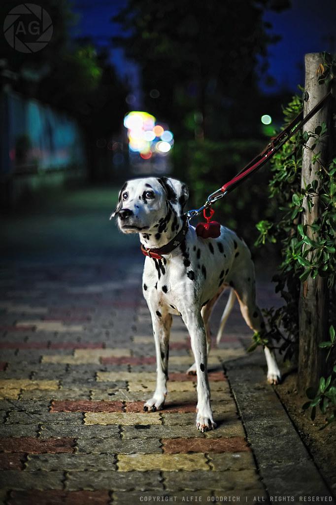 Implementing Consistent Training Techniques for Nighttime Barking