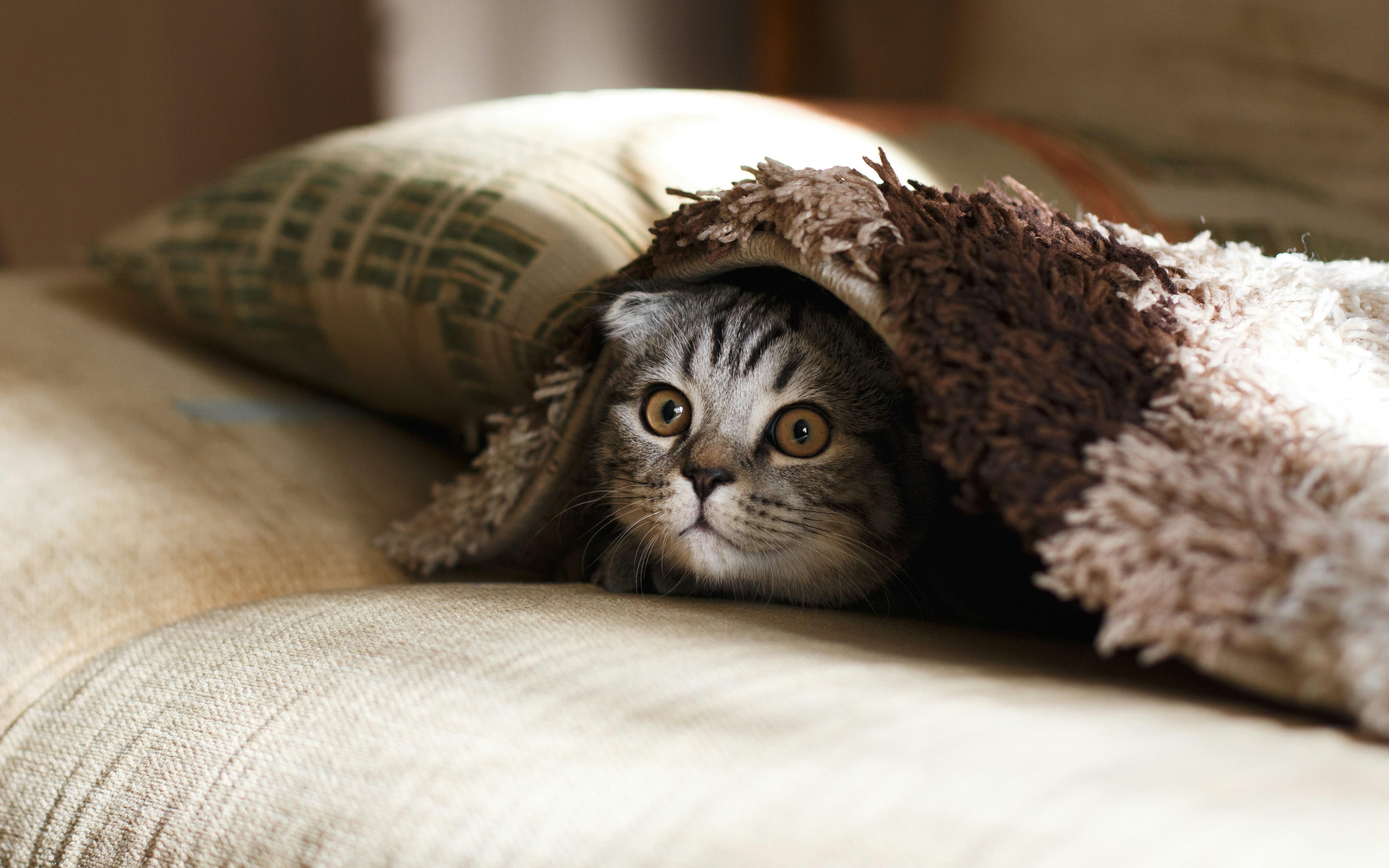 How Environment Shapes Your Pets Instincts