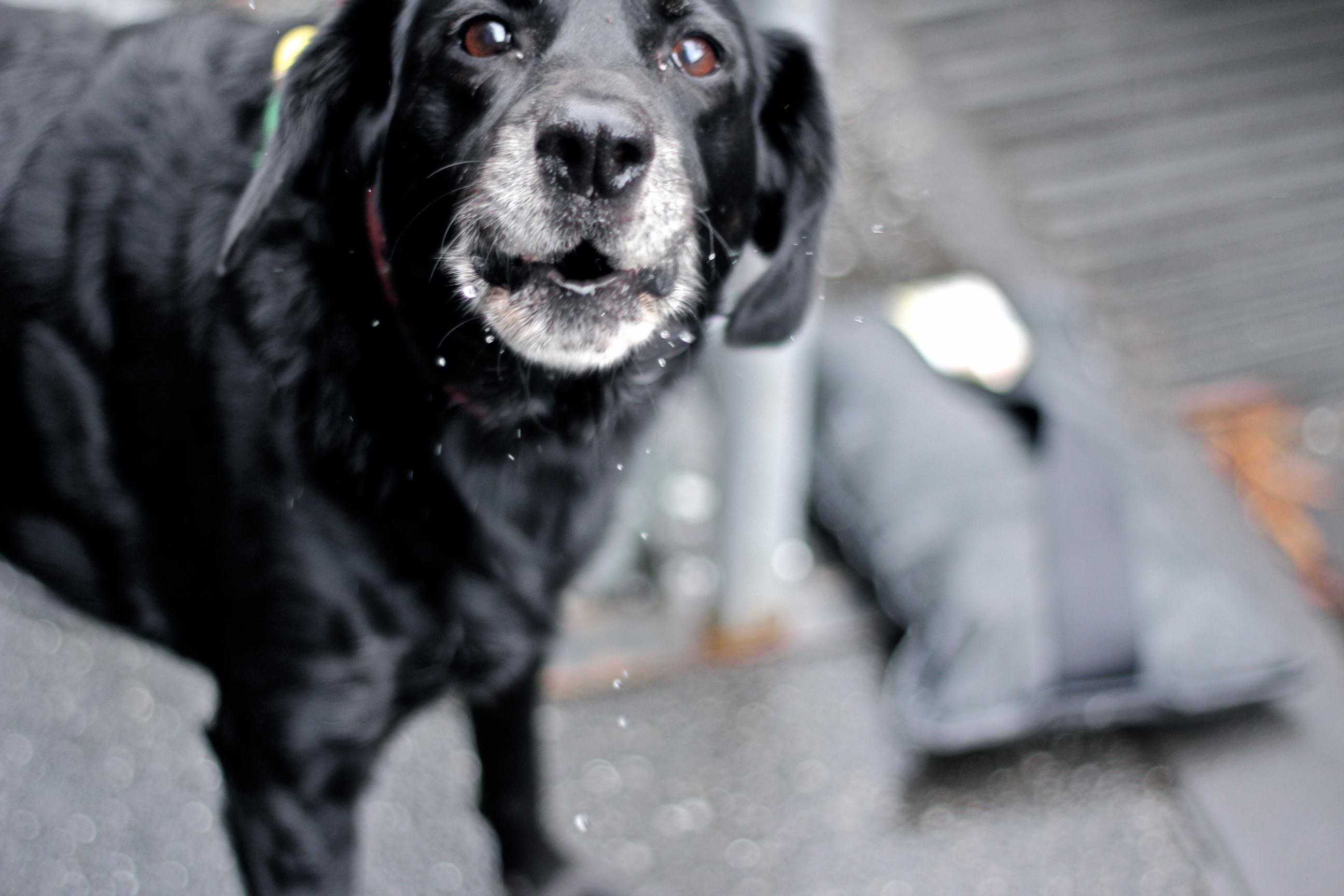 Understanding the Root Causes of Excessive Barking