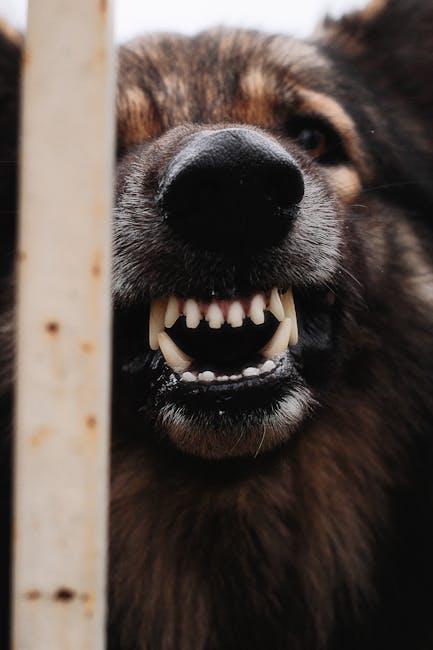 Making Informed Decisions: Training vs. Rehoming for Aggressive Dogs