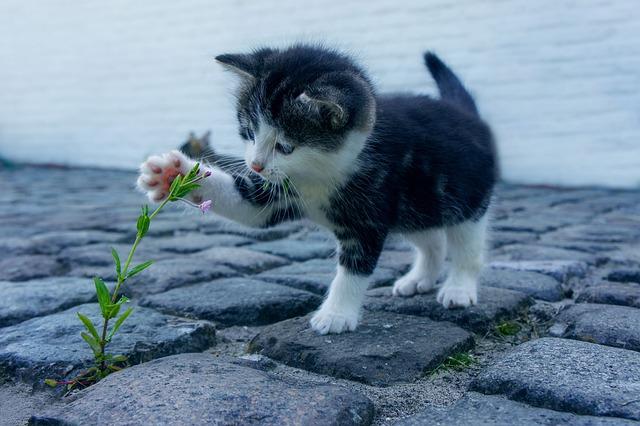 Practical Tips for Calming Your Anxious Pet