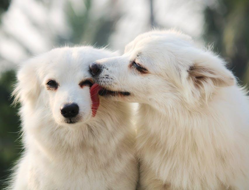 Strengthening the Connection: Tips for Deepening Your Bond with Your Pet