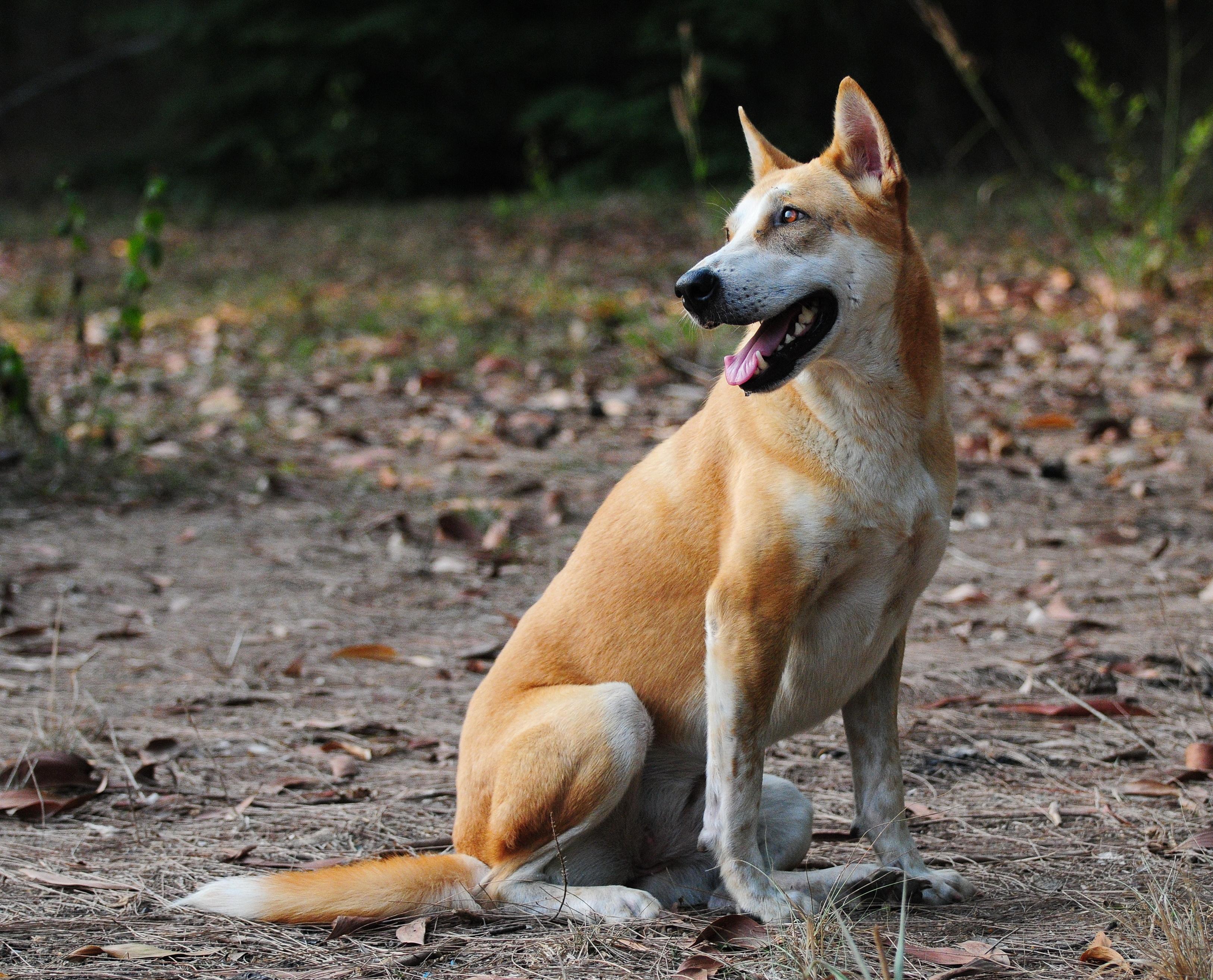 Understanding the Role of Socialization in Canine Behavior