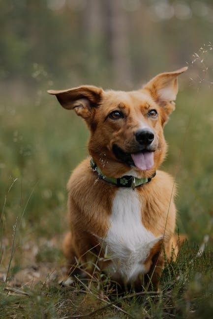 Effective Training Techniques to Curb Noise-Induced Barking