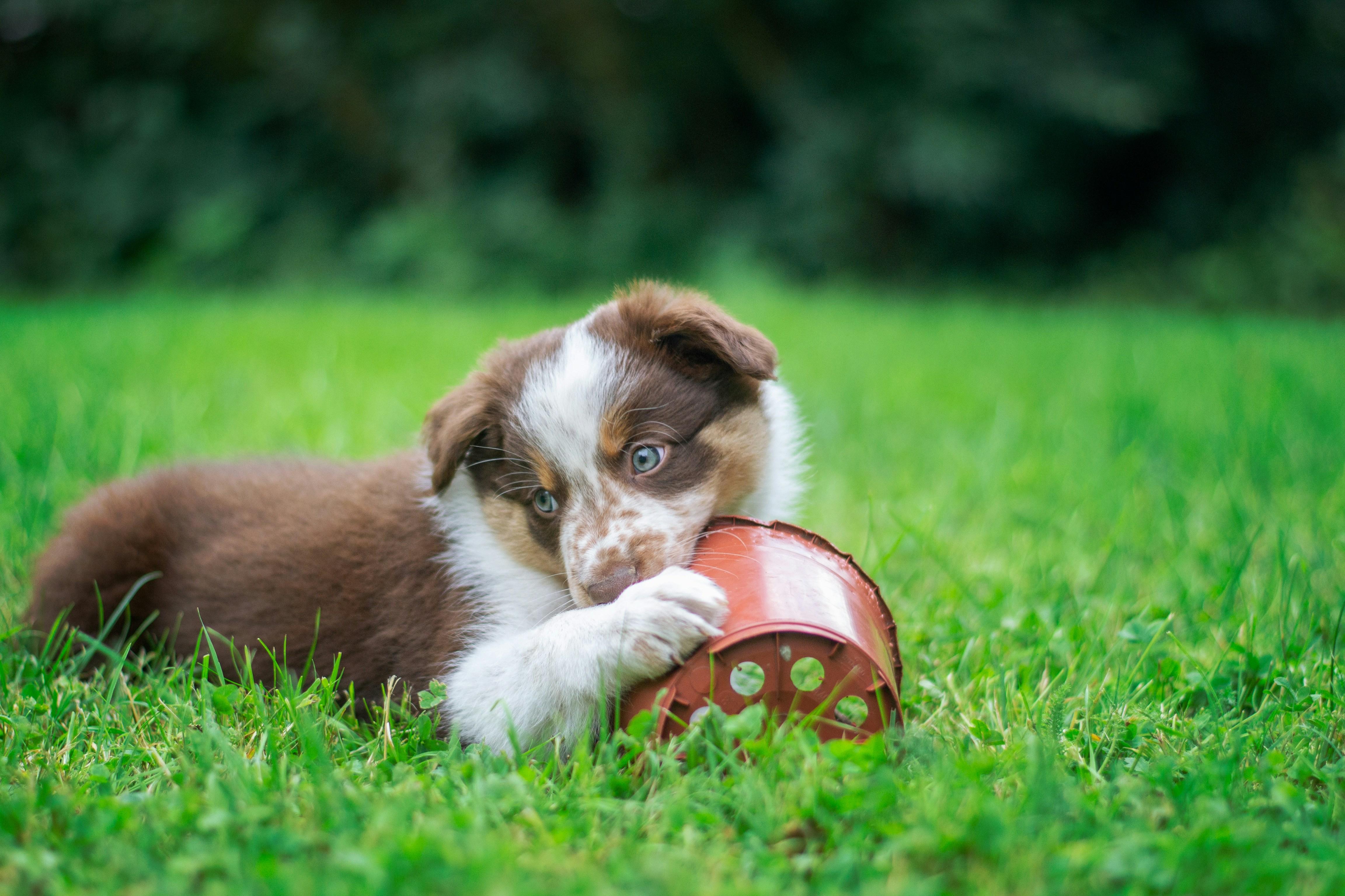 Choosing the Right Chew Toys for Your Puppy