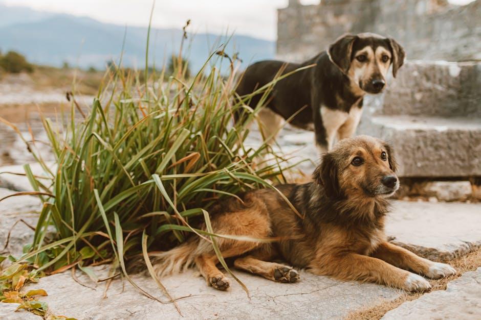 Harnessing Positive Reinforcement: Encouraging Calm Behavior Around Strangers