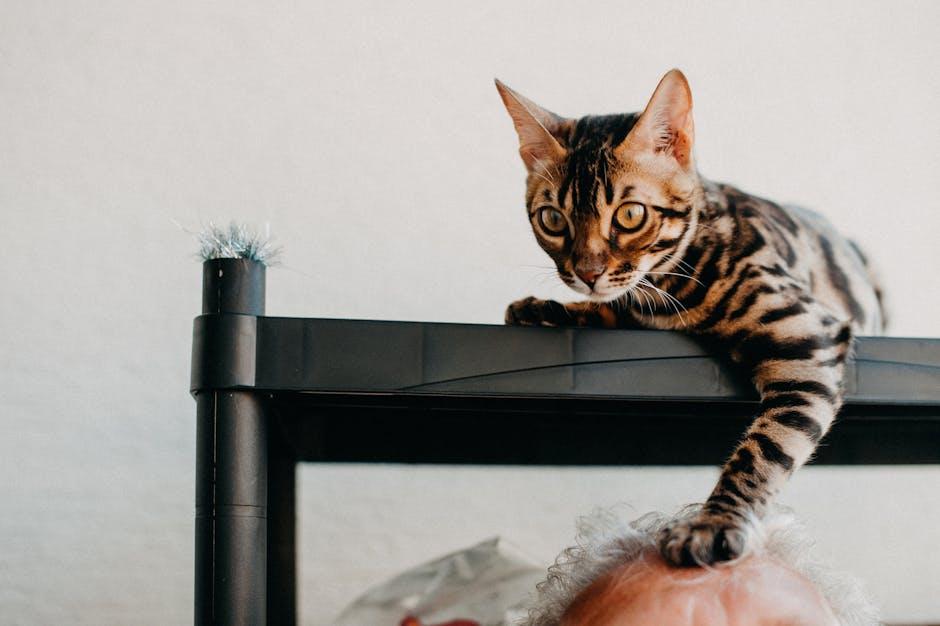 Decoding Cat Curiosity: Insights from Animal Behaviorists