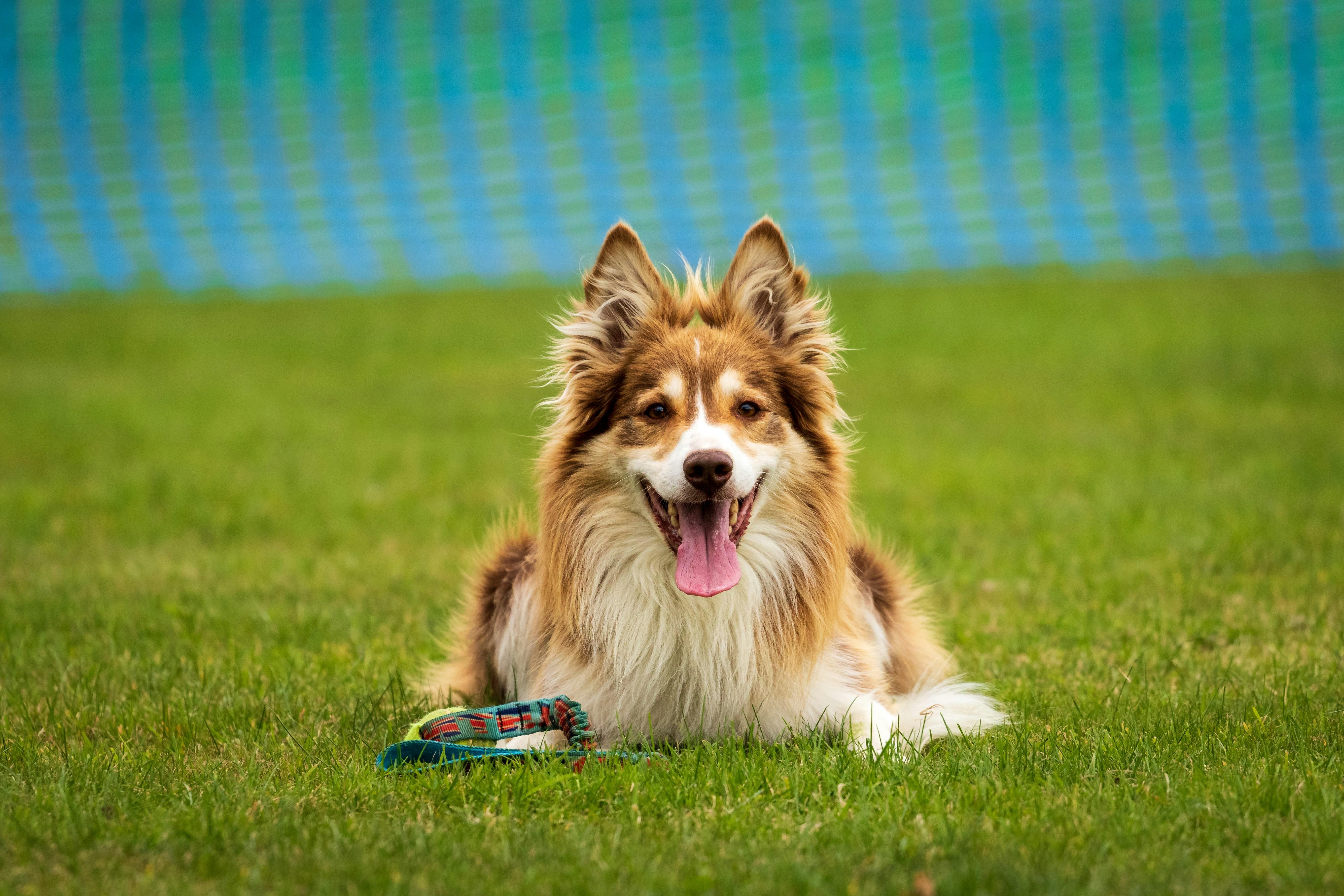 Common Mistakes to Avoid When Teaching Your Dog to Wait