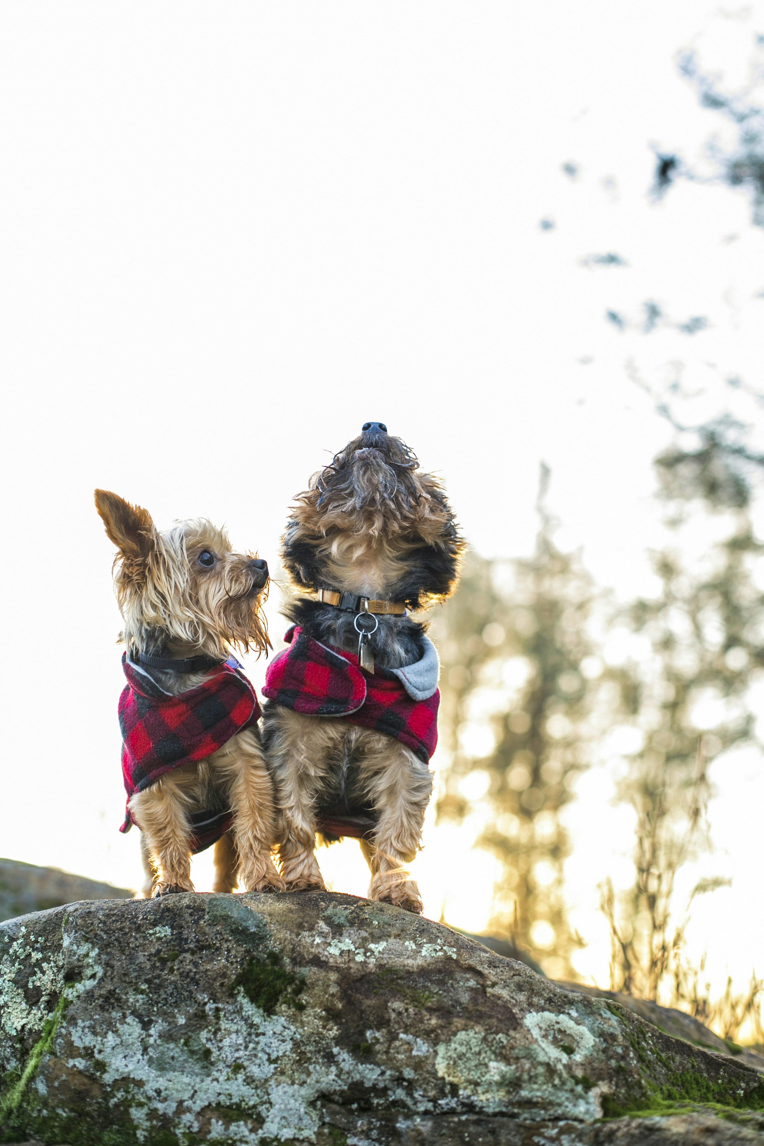 Understanding the Link Between Barking and Aggression in Dogs