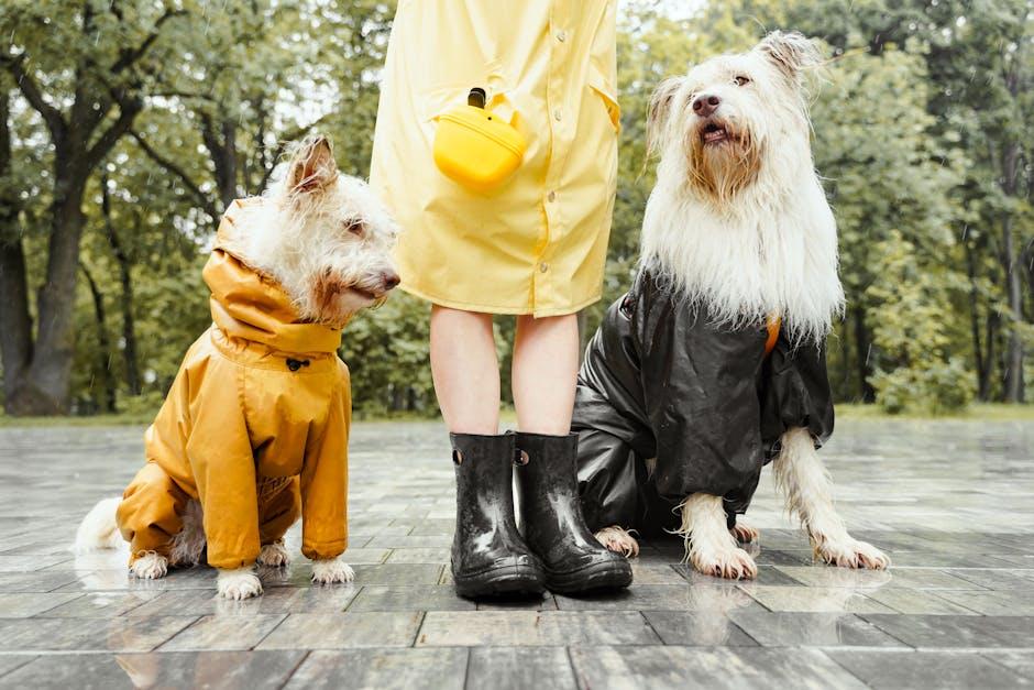 Adapting Rewards to Fit Your Dogs Needs
