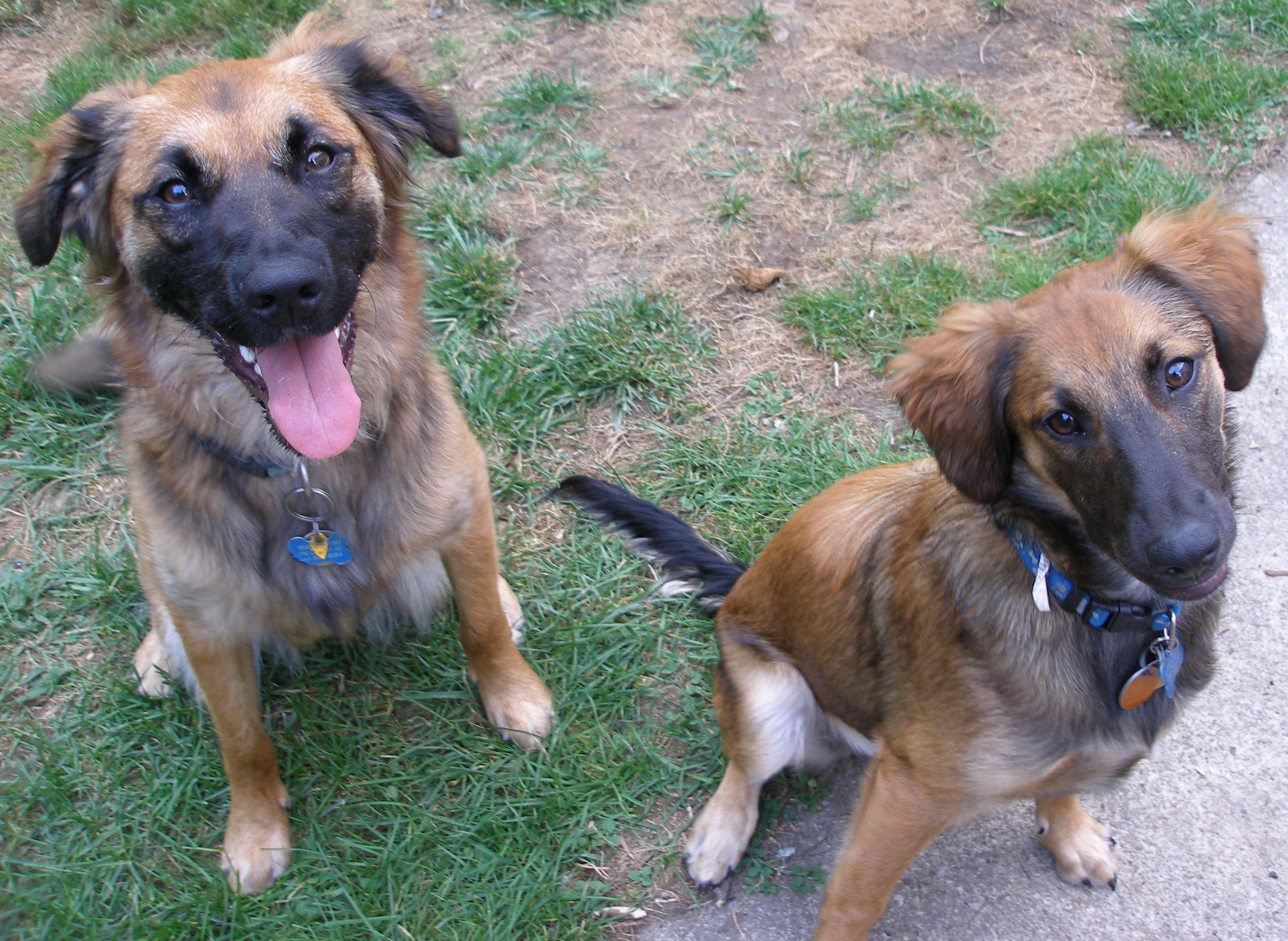 Exploring the Root Causes of Fearful Behavior in Dogs