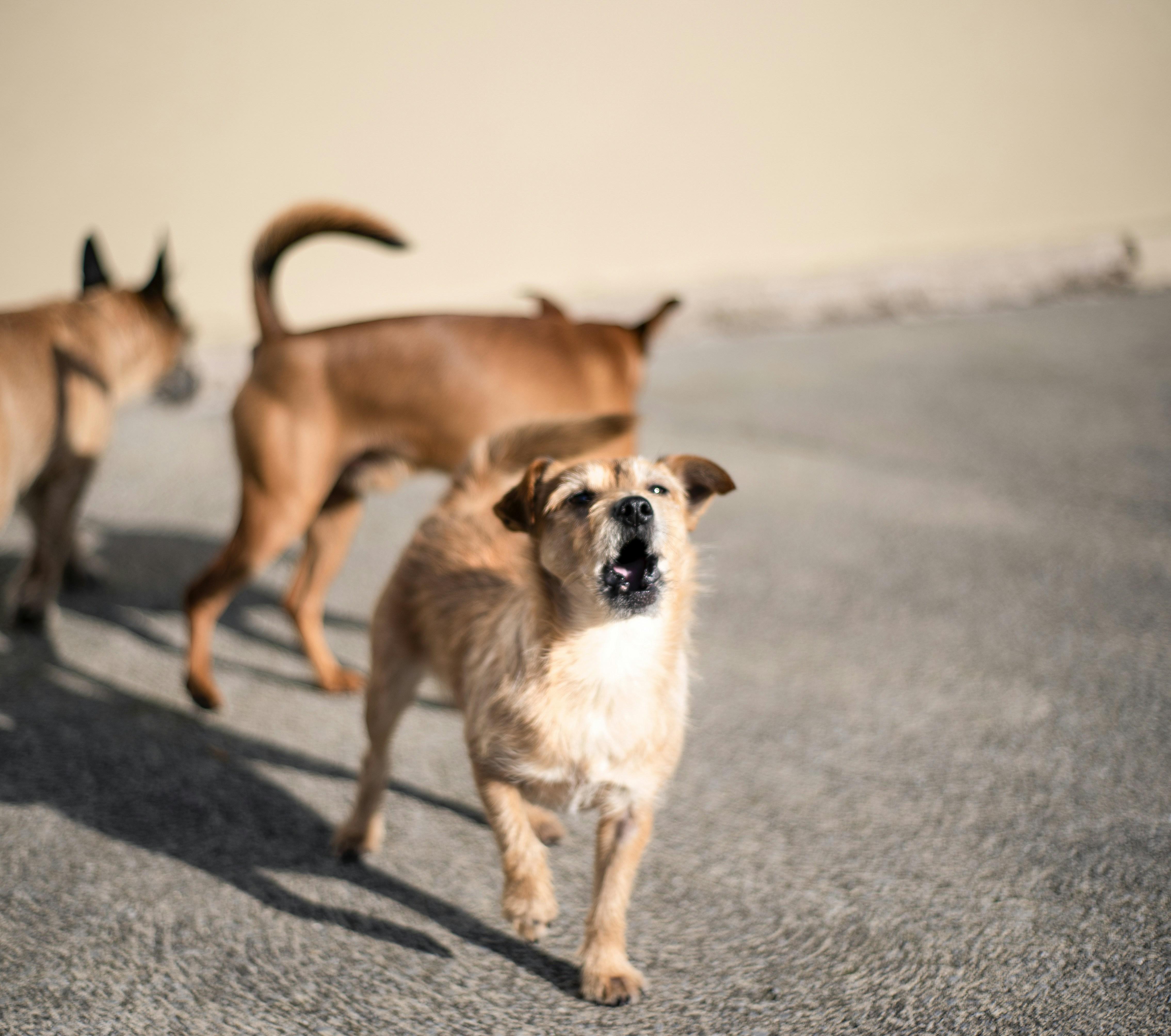 Training Tools and Techniques: Finding the Right Fit for Your Dog