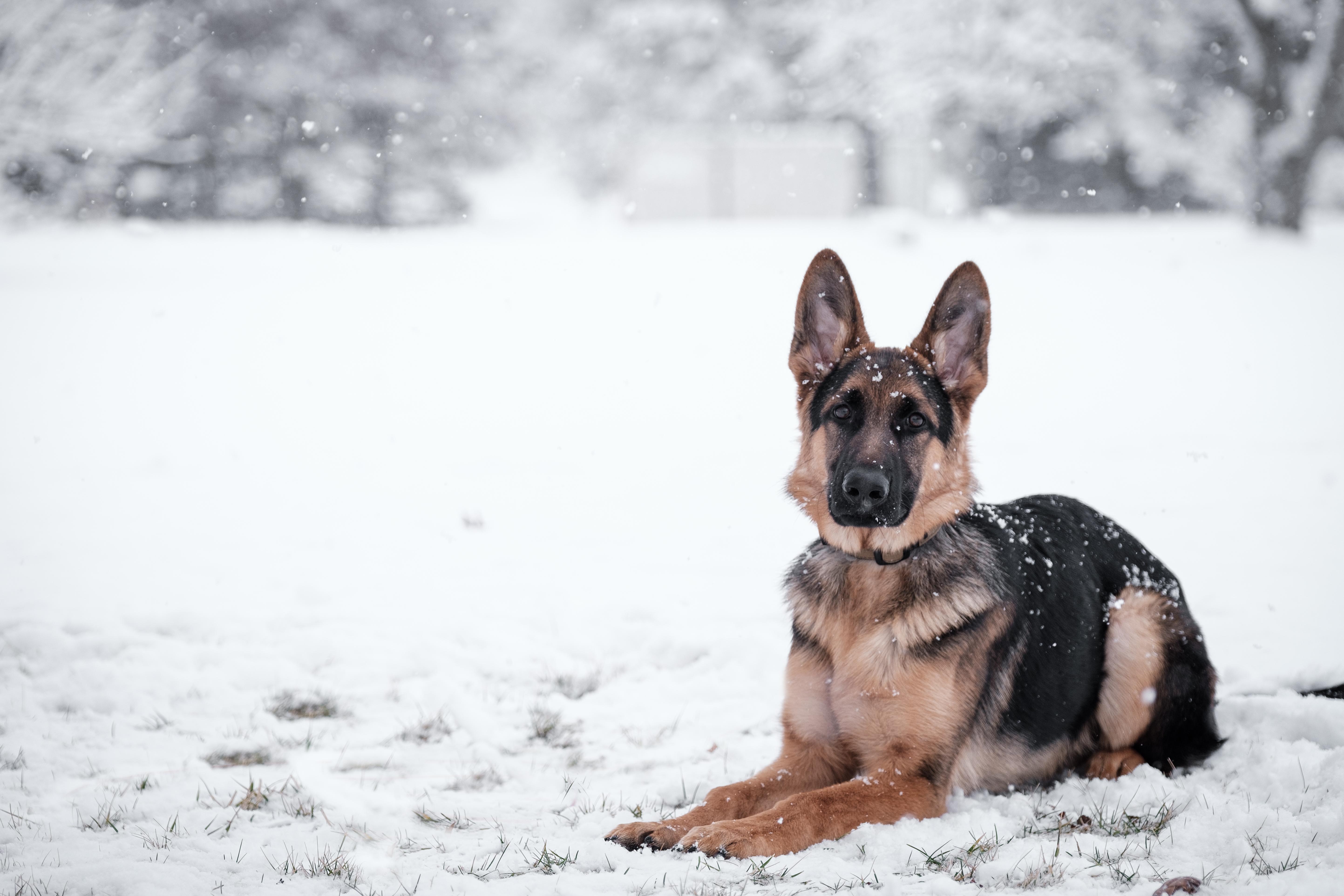 Recommendations for Responsible Off-Leash‍ Practices