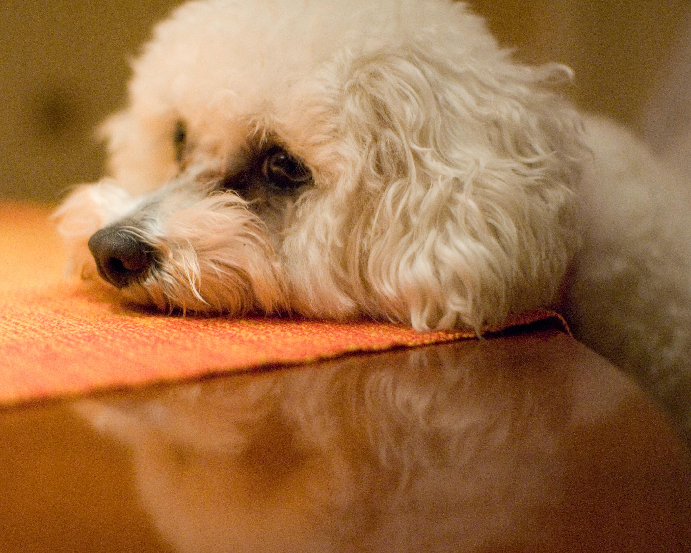 Gradual Exposure and Positive Reinforcement Techniques