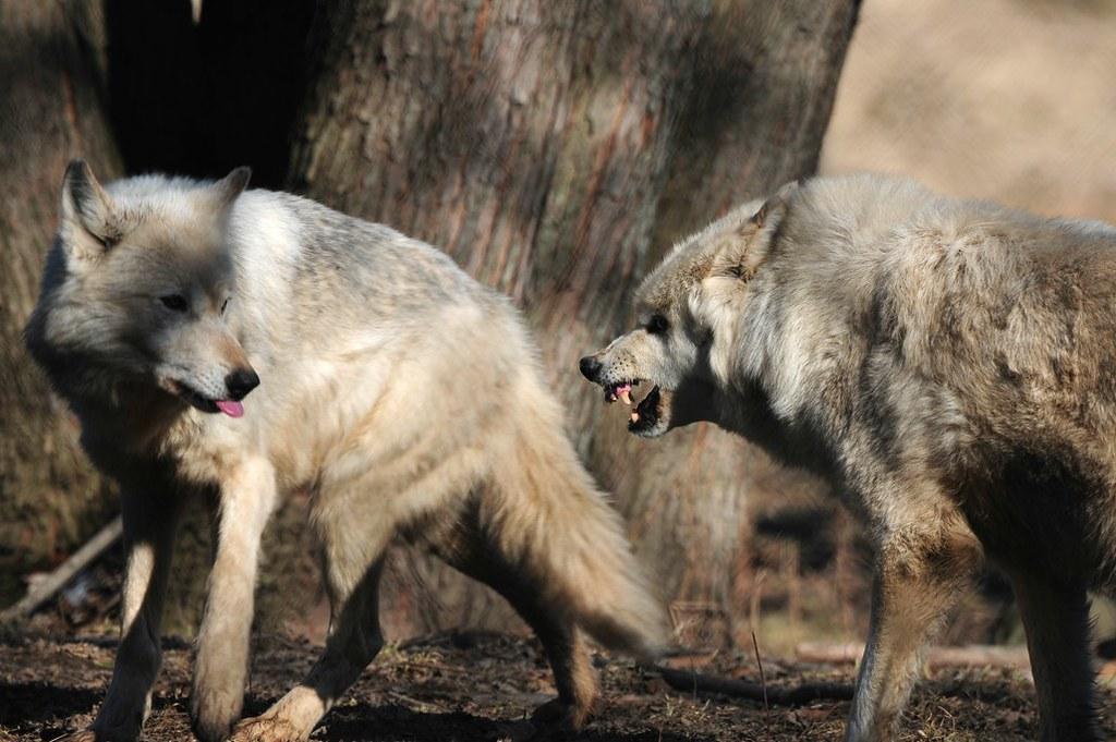 Understanding Canine Body Language for Peaceful Greetings