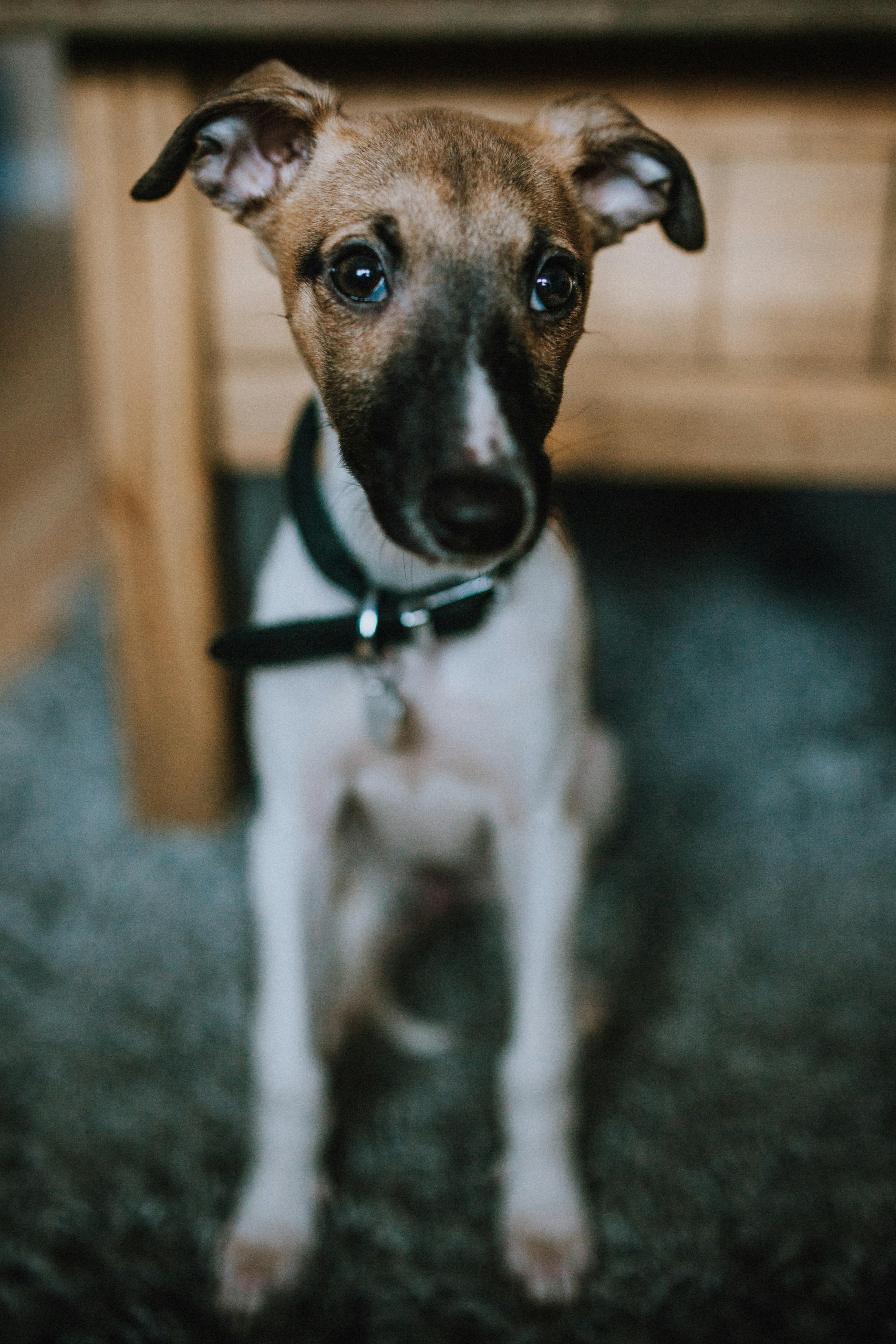 Expert Opinions on Prong Collar Efficacy in Advanced Training