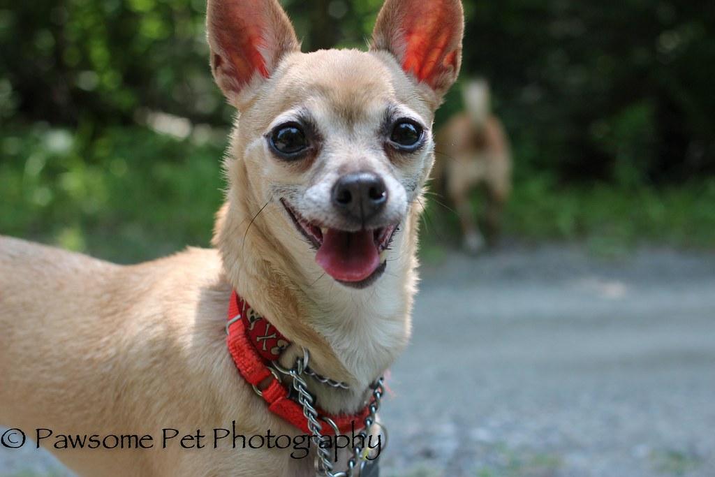 Understanding Leash Aggression: Identifying Triggers and Behaviors
