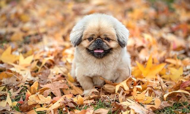 Recognizing the Signs of Fear in Your Furry Friend