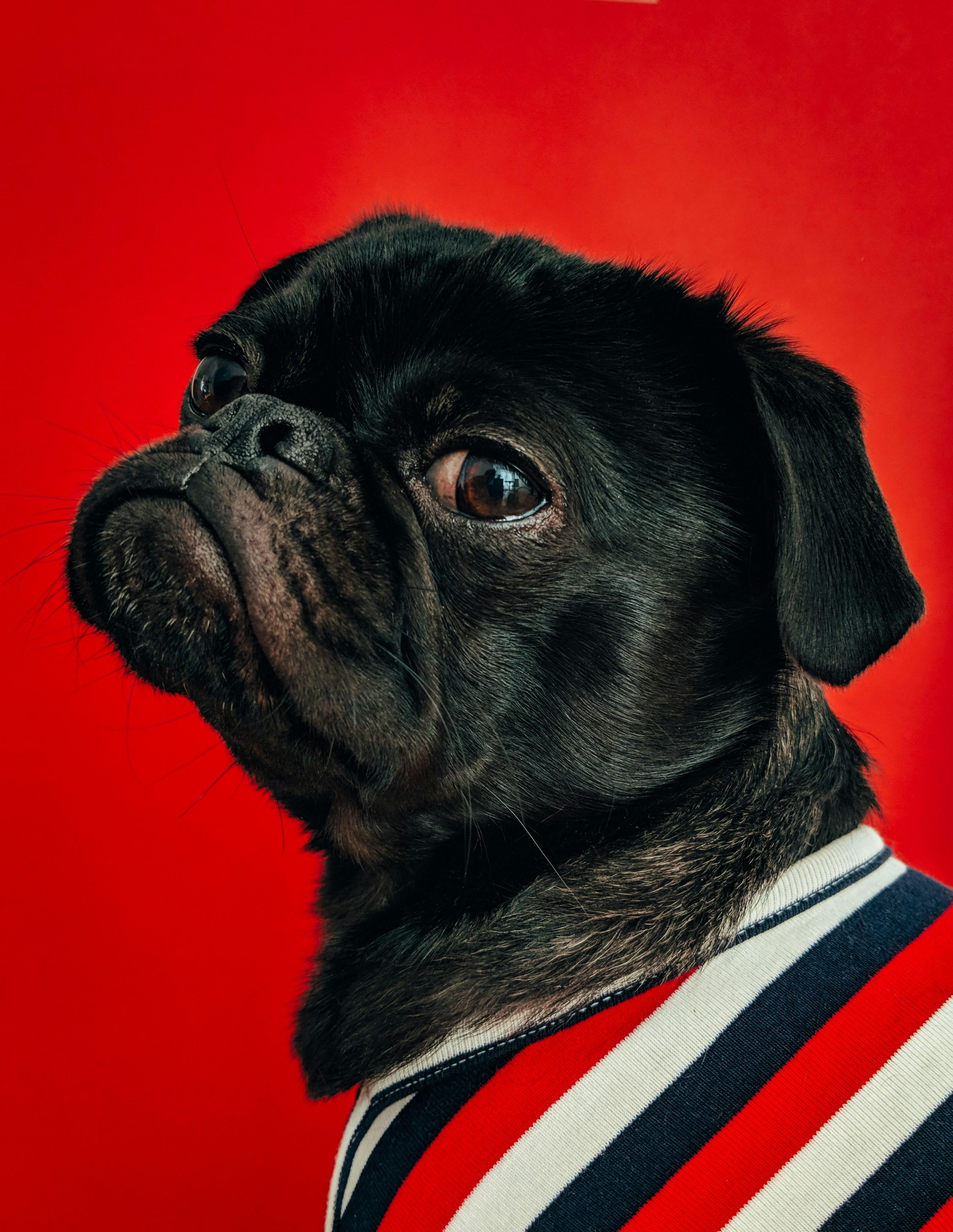 Building a Safe and Positive Environment for Your Pet