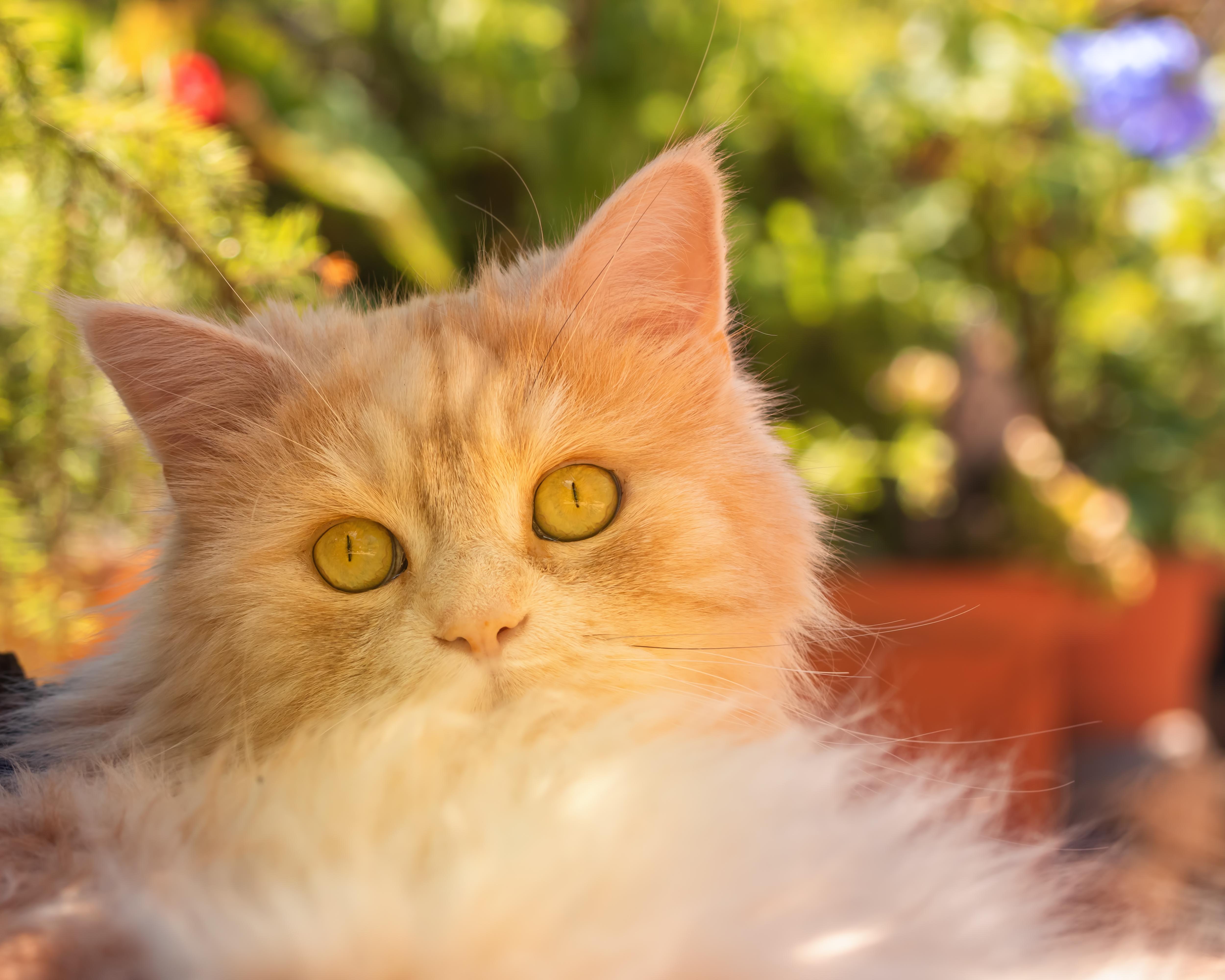 Understanding the Roots of Pet Anxiety