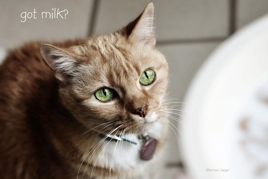 Signs of Envy in Pets: What to Watch For