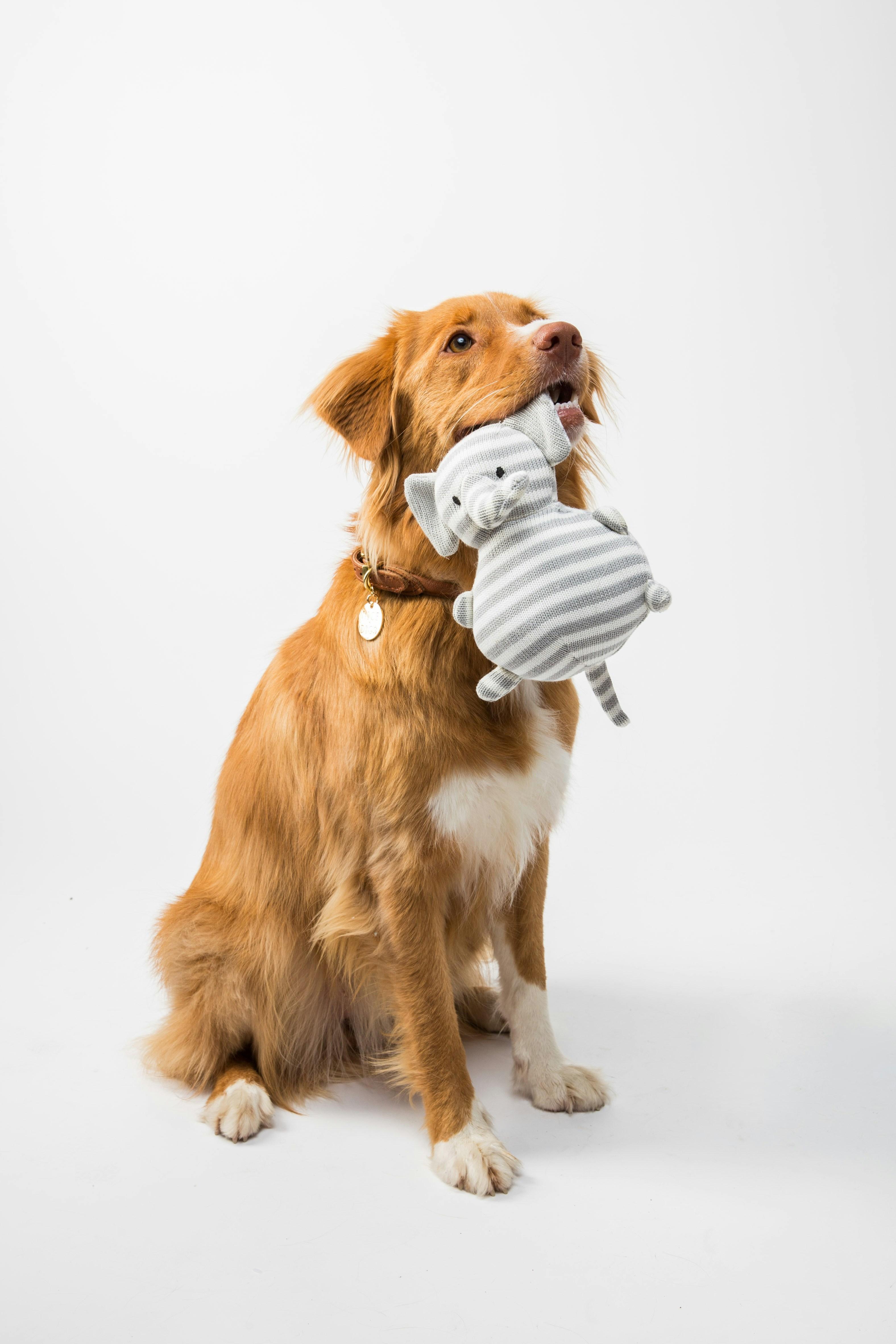 Training Strategies to Encourage Better Behavior