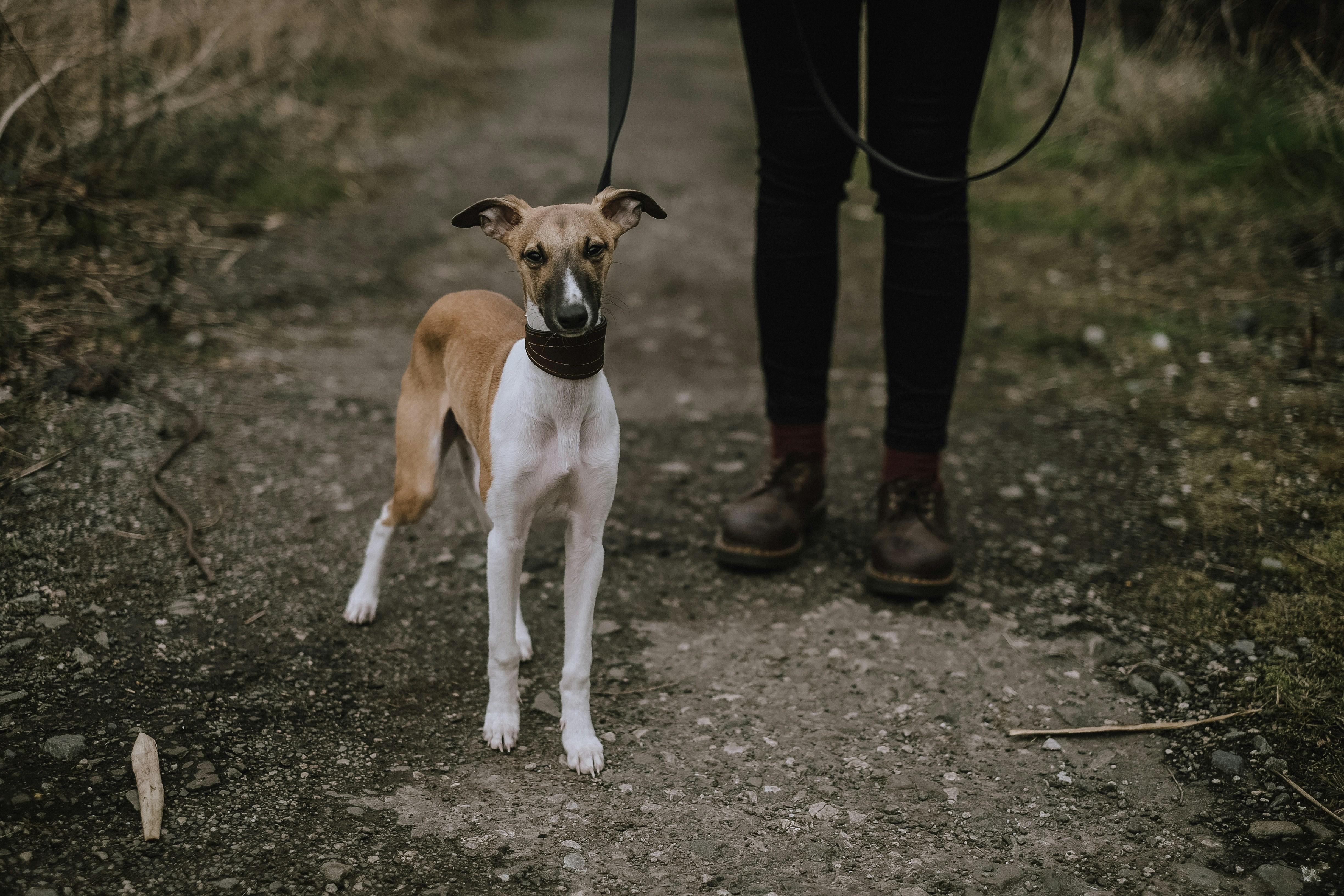 When to Seek Professional Help for Leash Aggression